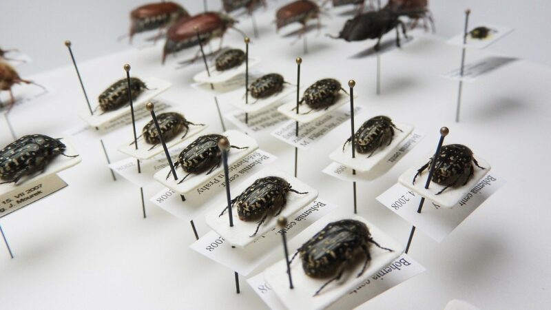 Wissenschaftliche Käfersammlung
