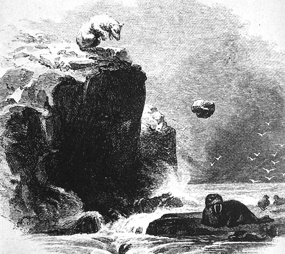 Eisbär tötet Walross mit Felsen