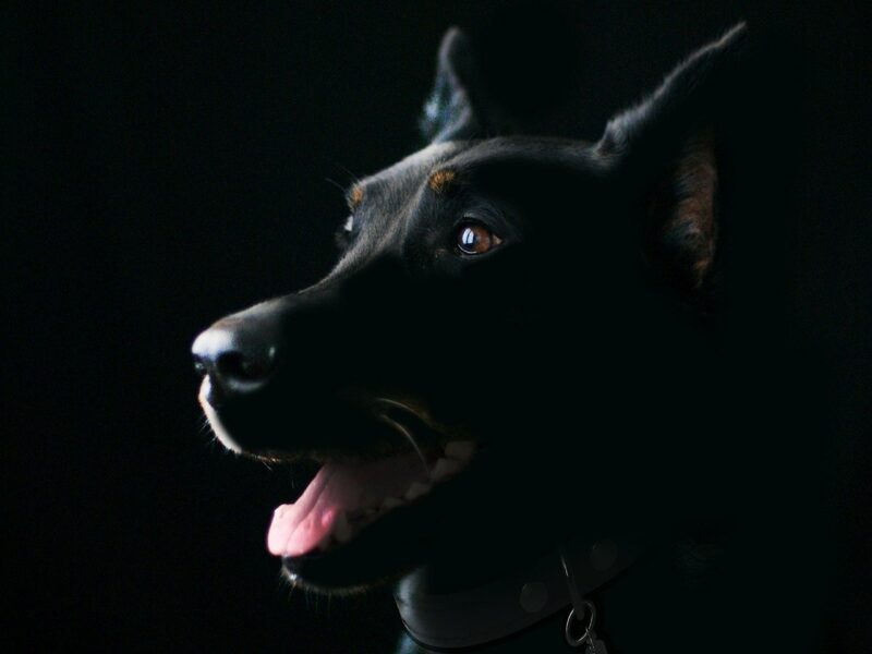 Schwarzer Hund