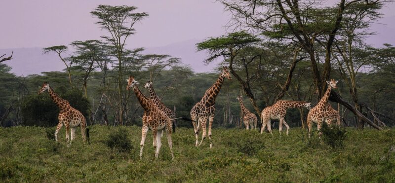 Giraffengruppe am Lake Nakuru, Kenia