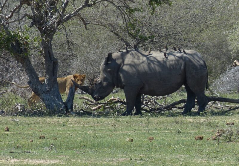 Breitmaulnashorn Kruger Nationalpark