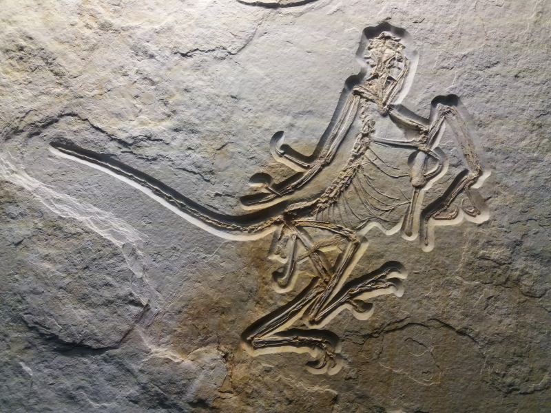 Das 12. Archaeopteryx-Exemplar