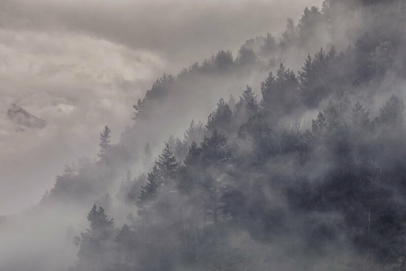 Nebelwald der Wildmenschen?