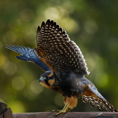 Der Aplomadofalke (Falco femoralis)