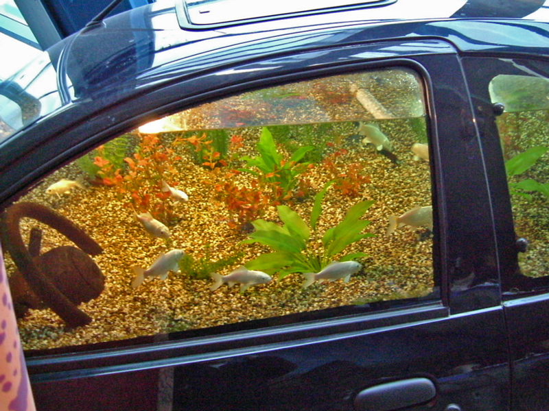 Aquarium in einem Auto