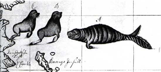 Waxell's Darstellung der Stellerschen Seekuh und der beiden vorkommenden Seelöwen