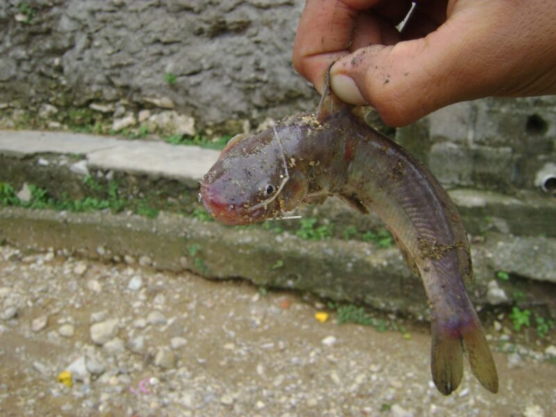 Rhamdia-Wels bei der Lluvia d pesces