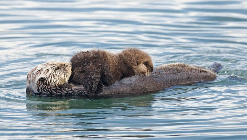 Seeotter mit Baby