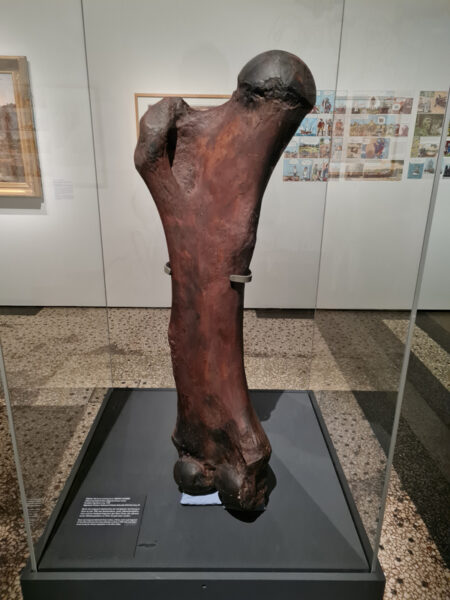 Oberschenkel-Knochen des Mastodon