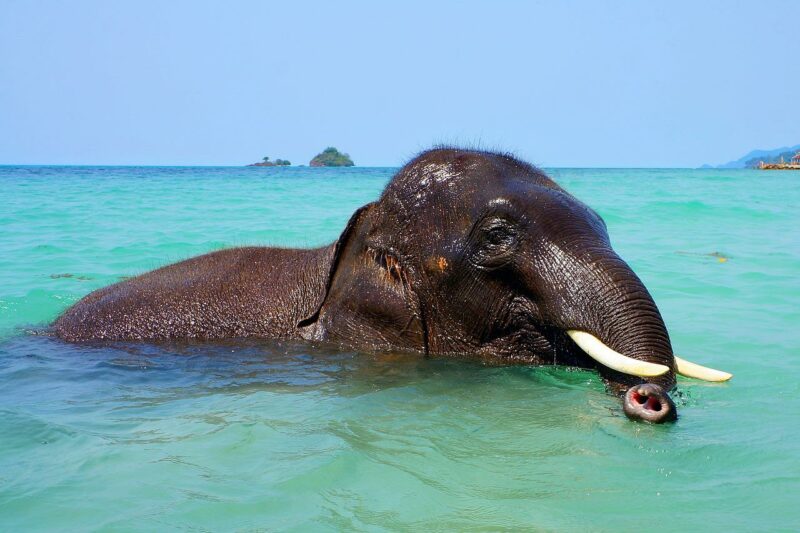 Asiatischer Elefanten im Wasser
