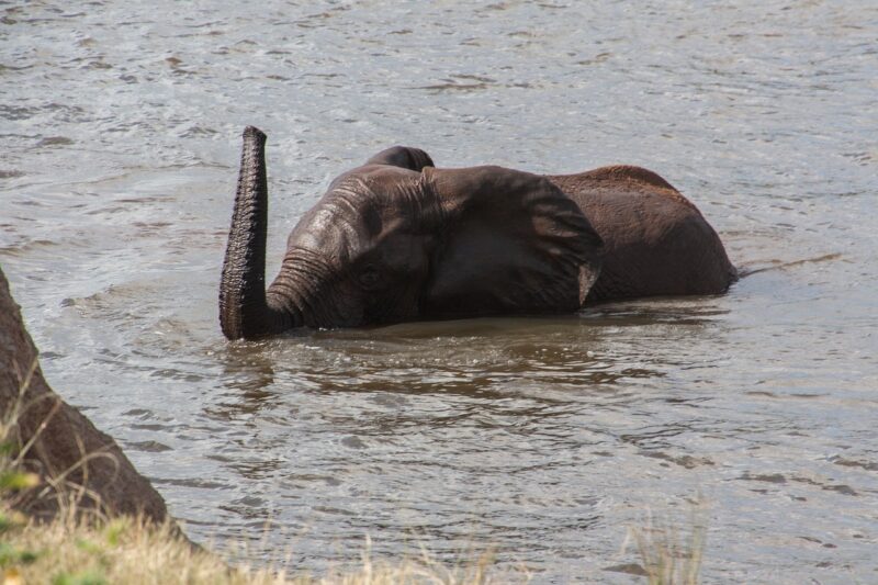 Schwimmender afrikanischer Elefant Jungtier