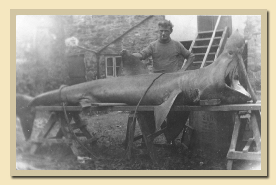 Riesenhai Schottland ca. 1950