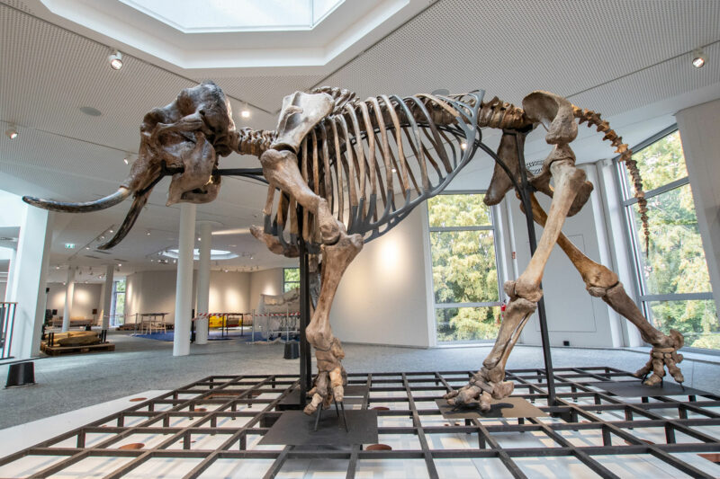 Mammut-Skelett, Naturmuseum Dortmund
