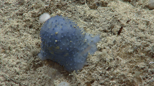 Blue Goo, der unidentifizierte Blaue Glibber am Meeresboden