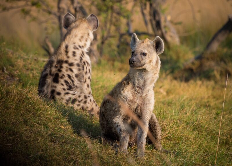 Tüpfel- Hyänen aus Botsuana