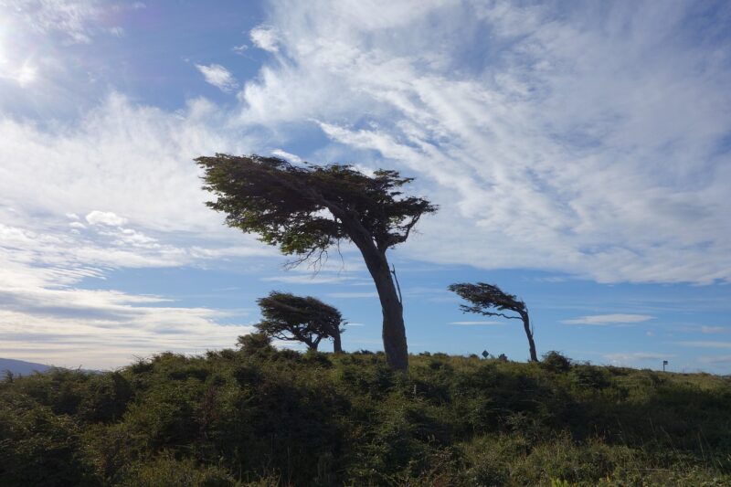 vom Wind gebeugte Bäume: Der Lebensraum vieler Patagonier kann nur als "ungemütlich" bezeichnet werden