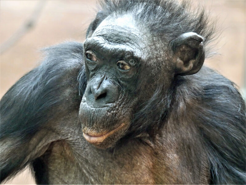 Zwerg- Schimpanse, Bonobo Margrit