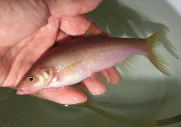 Sinocyclocheilus Chinas rätselhafte Höhlenfische Netzwerk für