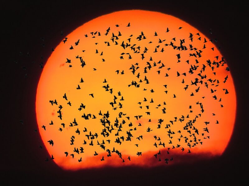 Vogelschwarm vor der untergehenden Sonne