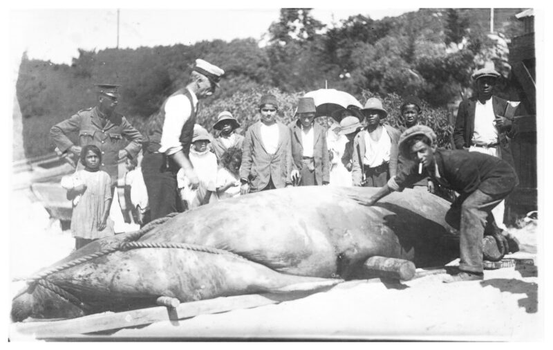 Seeelefant 1924