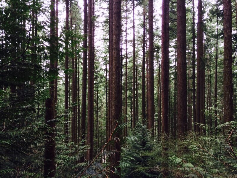 Welches Geheimnis bergen die Wälder Washingtons?