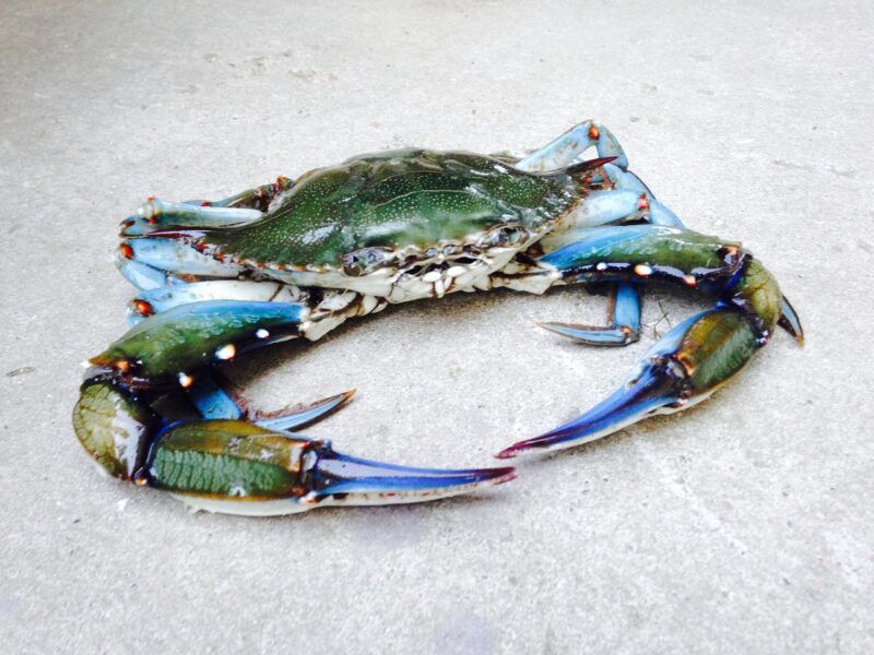 Blaukrabbe
