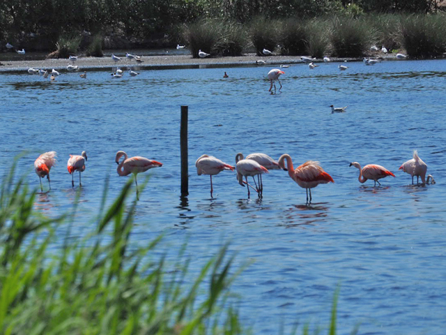 Flamingos sind DIE Attraktion im Zwillbrocker Venn