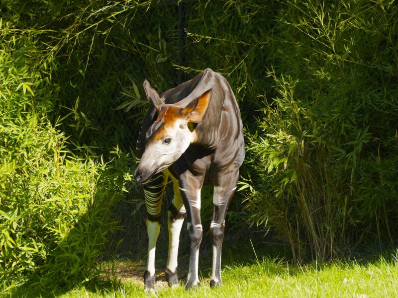 Das Okapi ist eines der letztentdeckten Großtiere aus Afrika