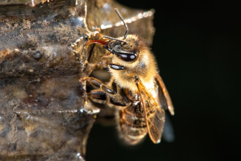 Apis mellifera, die Honigbiene
