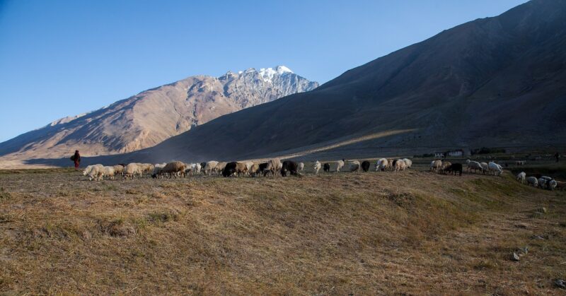 Tiere der Himalaya Nomaden