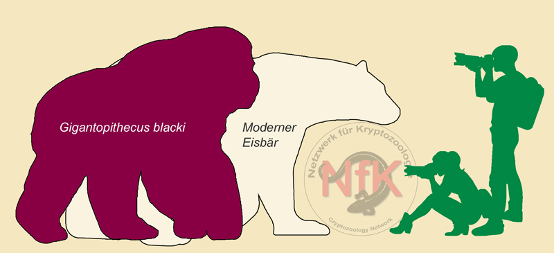 Größenvergleich Gigantopithecus blacki Eisbär Mensch