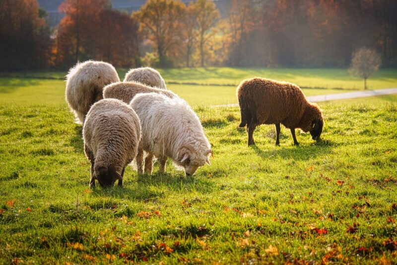 Schafhaltung ohne Schutz
