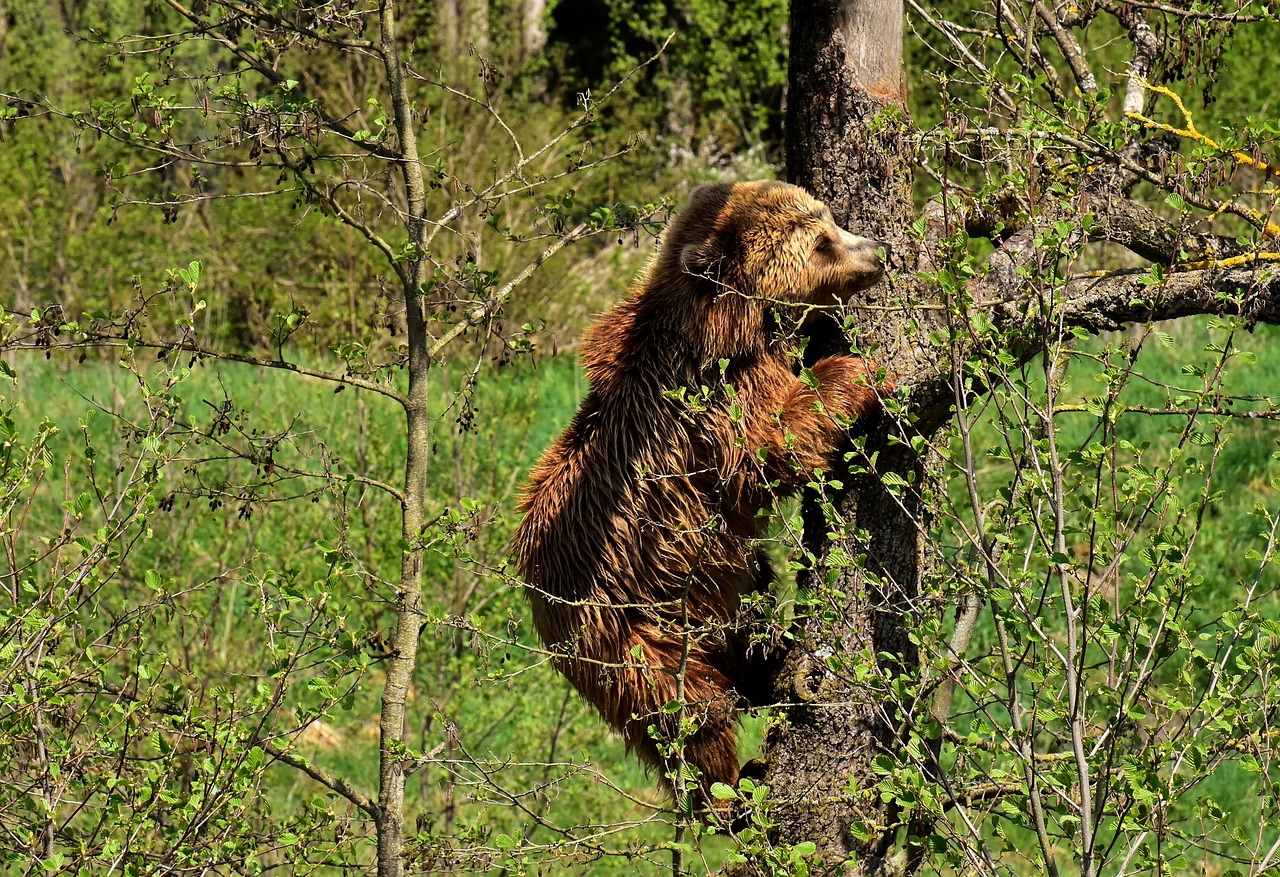 Braunbär im Wildpark Poing