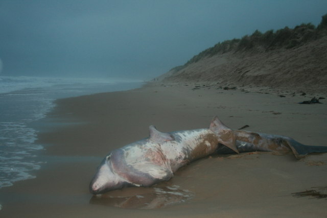 Des Colhoun / A Basking Shark meets its fate / CC BY-SA 2.0