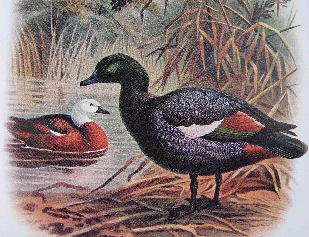 Paradiesgans