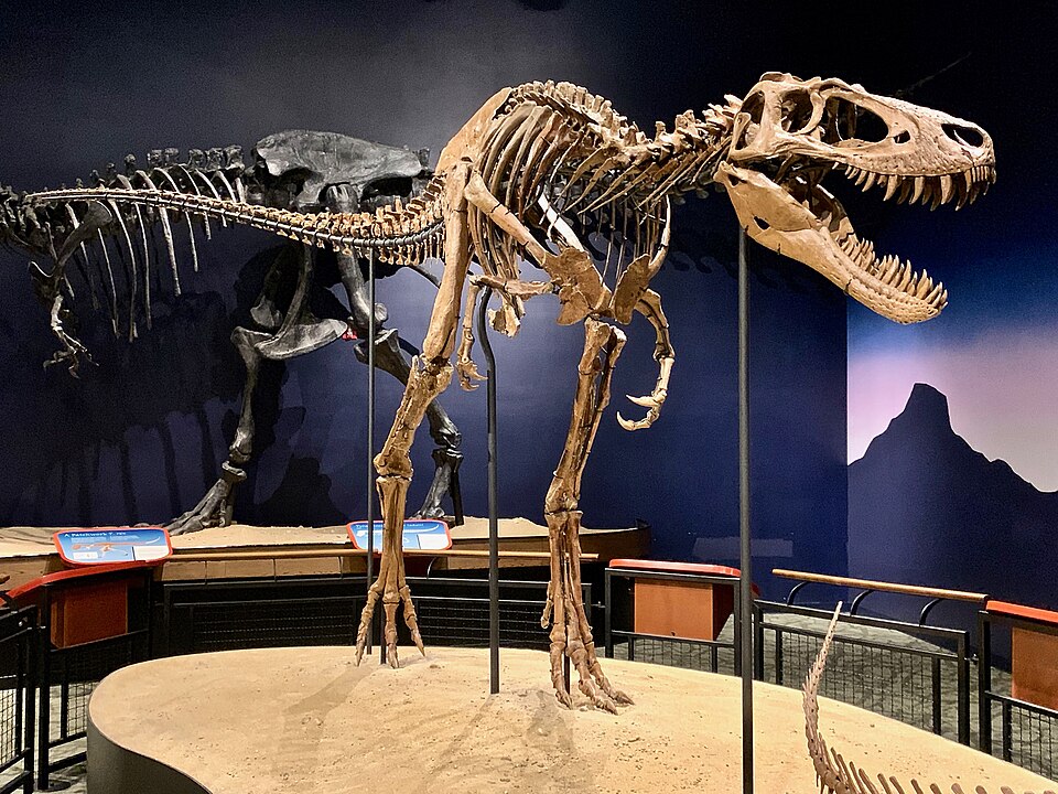 Nanotyrannus Jane