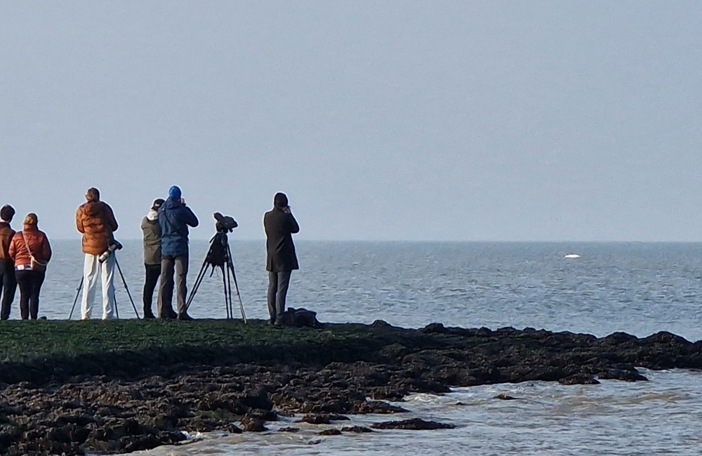 Beluga mit Beobachtern vor Holland. Foto: Jeroen Brandjes, CC-BY-NC-ND